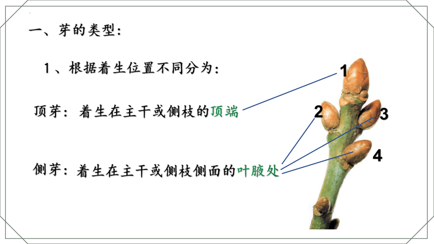 4.1.6 芽的类型和发育 课件（共16张PPT） 2022--2023学年济南版生物八年级上册