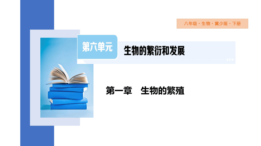 6.1.3 人的生殖和胚胎发育课件(共23张PPT)2023-2024学年初中生物冀少版八年级下册