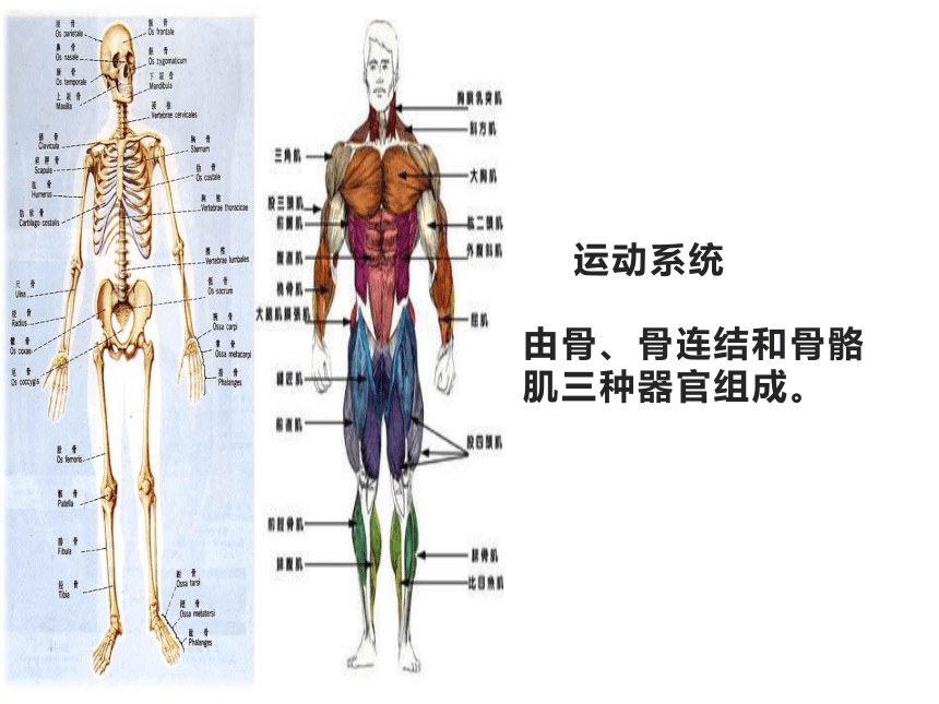 冀教版（2001）六年级科学下册2.4人体的组成 （课件共20张PPT）