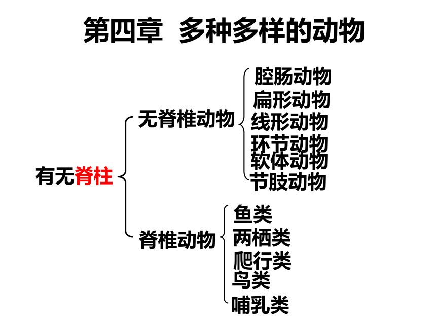 2021--2022学年冀少版生物七年级上册1.4 多种多样的动物 复习课件(共12张PPT)