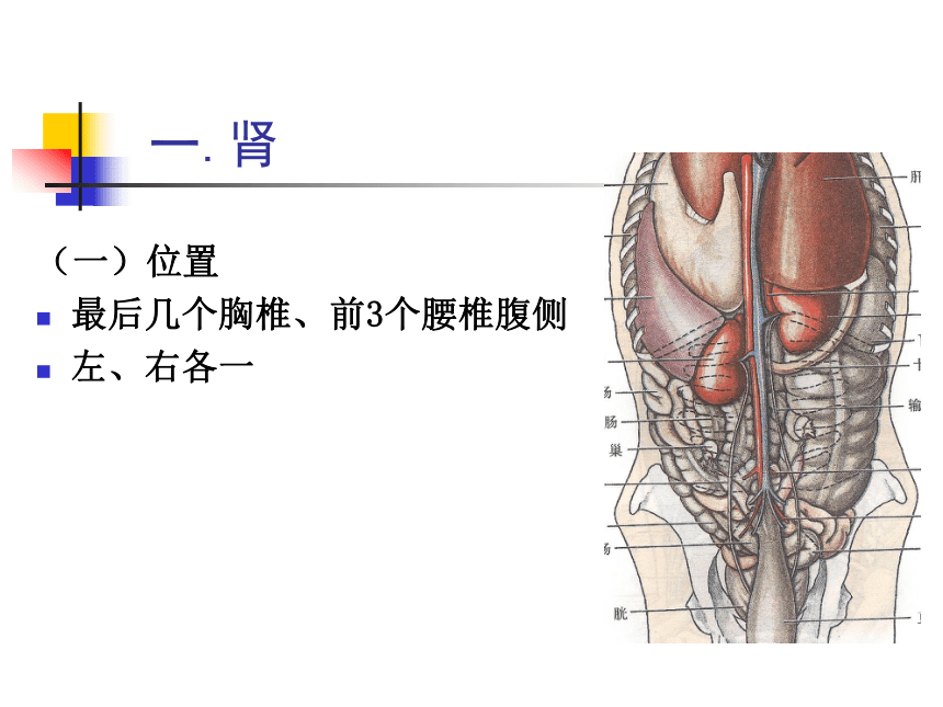 7.泌尿系统  课件(共55张PPT) - 《畜禽解剖生理学》同步教学（高教版）