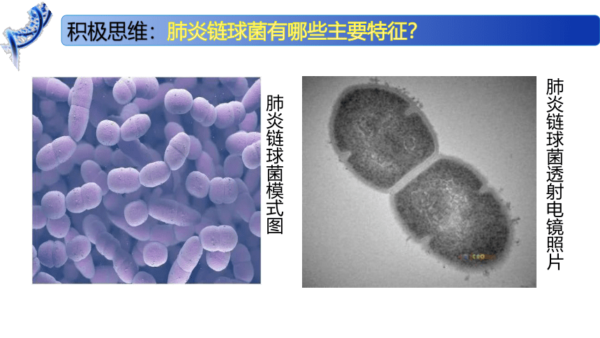 2.1 DNA是主要的遗传物质课件（41张）高一生物（苏教版2019必修2）