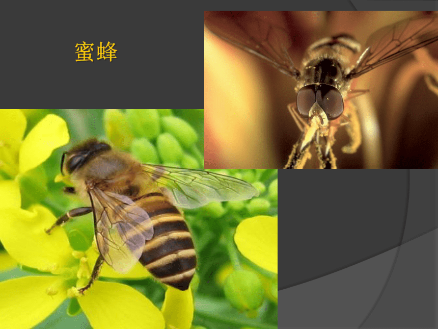 岭南版 6 昆虫王国 课件（28张PPT）