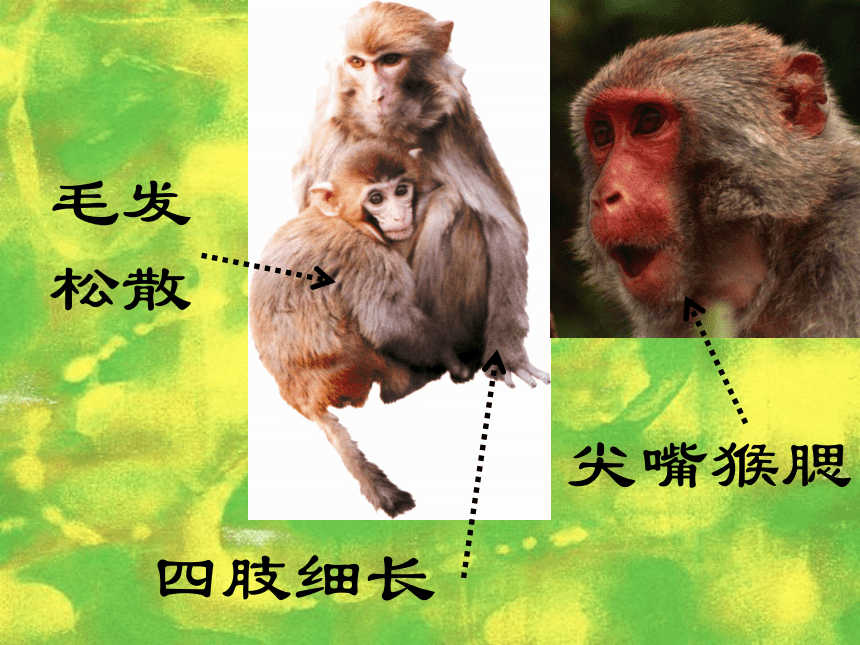 沪教版  四年级下册  12、活泼的小猴（11张）