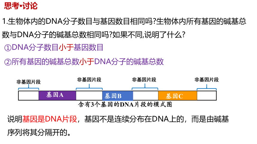 3.4 基因通常是具有遗传效应的DNA片段(共23张PPT)-2023-2024学年高一生物（人教版2019必修2）