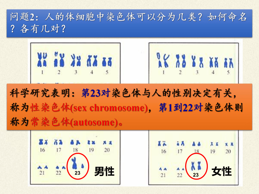 苏教版生物八年级下册 第22章 第三节 人的性别决定课件(共25张PPT)