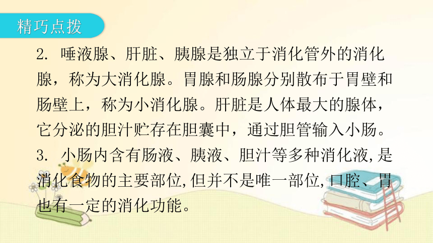 4.8.2 食物的消化和营养物质的吸收  第1课时复习 课件(共32张PPT) 北师大版七年级生物下册