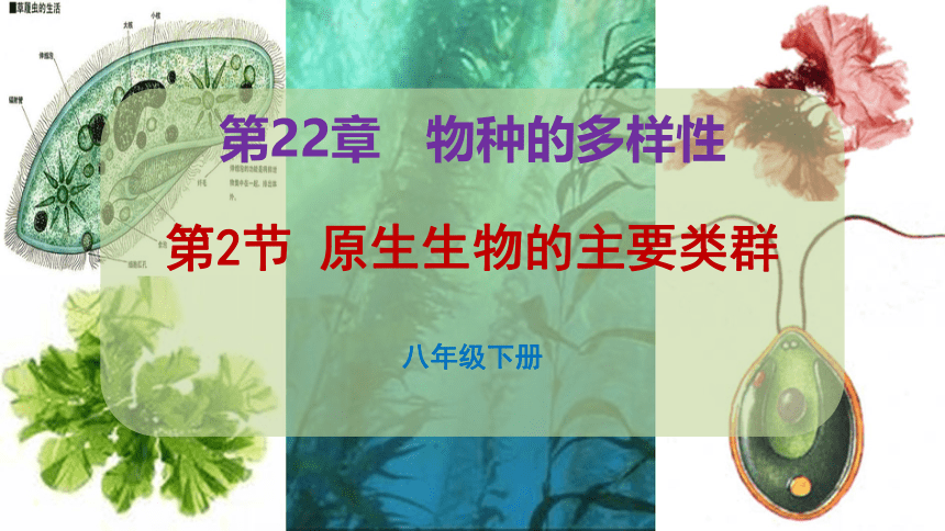 北师大版生物八年级下册22.2 原生生物的主要类群 课件（共25张PPT）