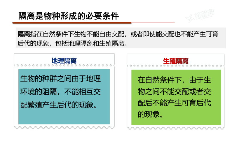 6.3 物种形成与生物多样性课件(共24张PPT) 高中生物 北师大版 必修二