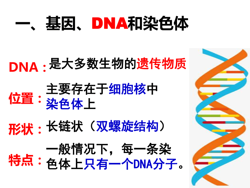 7.2.2 基因在亲子代间的传递  课件(共30张PPT)