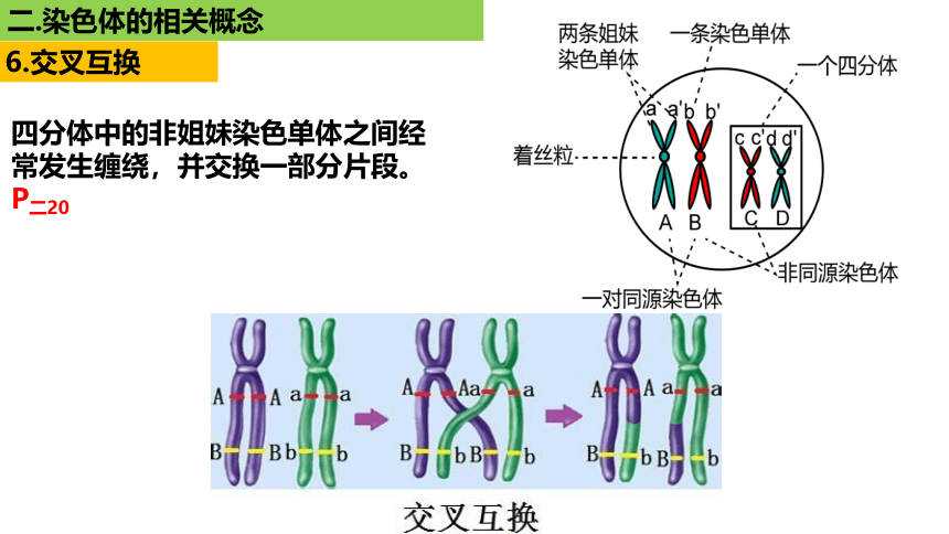 新人教必修1专题复习课件：22 染色体(共33张PPT)