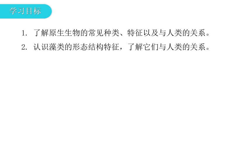 2020-2021学年八年级生物下册（北师大版）22.2  原生生物的主要类群 课件（24张PPT）