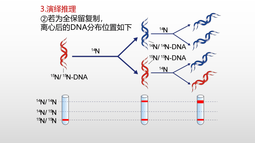 生物人教版（2019）必修2 3.3DNA的复制课件（共36张PPT）