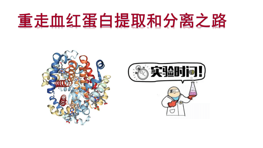 2020-2021学年高二下学期生物人教版选修1  5.3血红蛋白的提取和分离课件 （53张ppt）