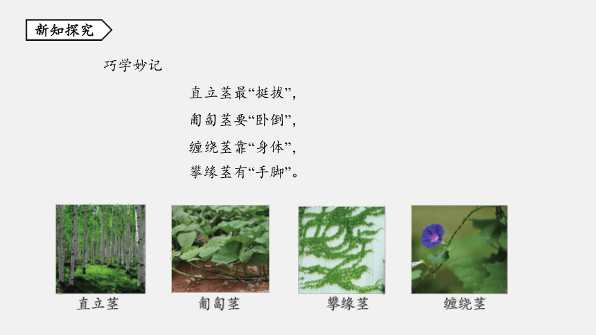 第4节 植物的茎与物质运输 同步练习（36张ppt）