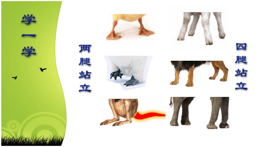 人美版（北京） 一年级下册美术课件-第9课 让动物站起来 （18张PPT）