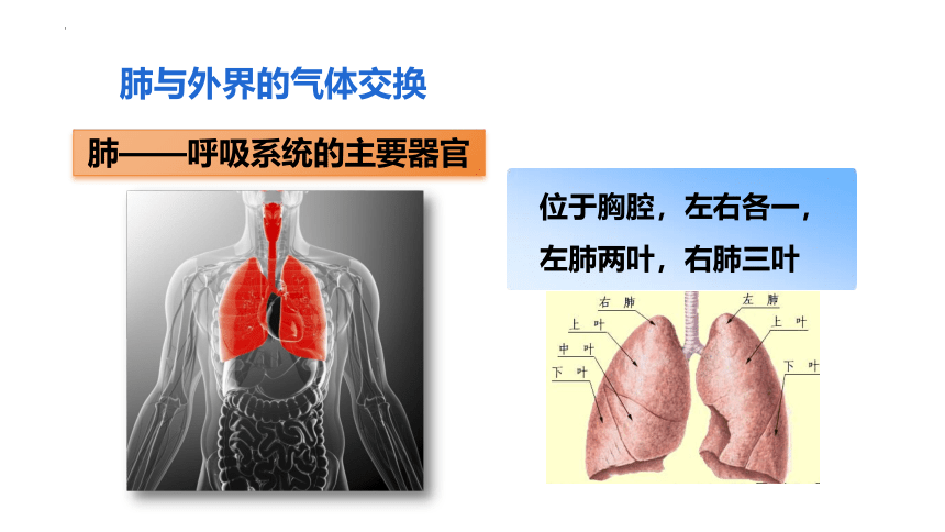 4.3.2发生在肺内的气体交换课件(共26张PPT+内嵌视频1个) 人教版生物七年级下册