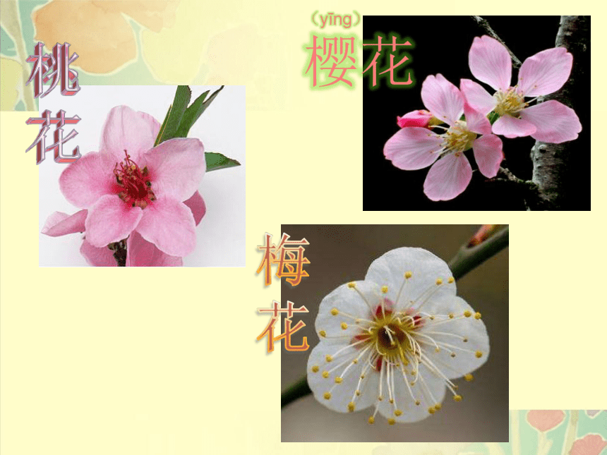 第6课 花儿朵朵 课件(共18张PPT)