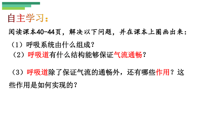 4.3.1呼吸道对空气的处理课件 (共24张PPT)人教版生物七年级下册