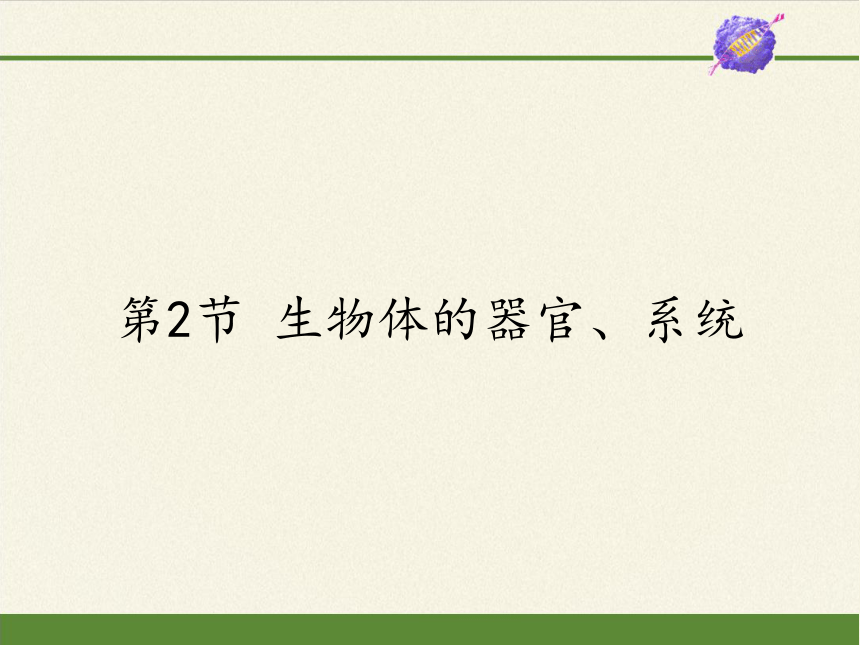 北师大版生物七年级上册 4.2 生物体的器官、系统课件(共21张PPT)