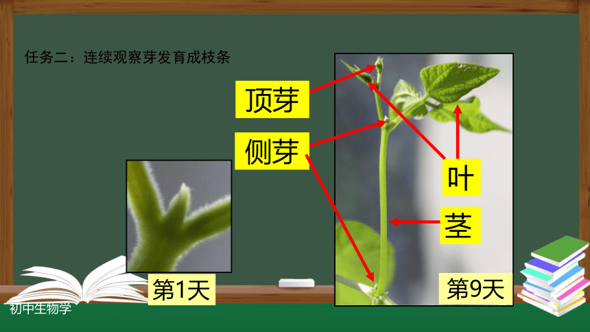 3.2.2 植株的生长-课件(共30张PPT)