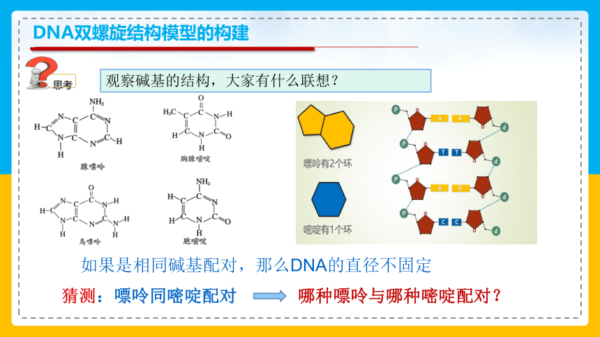 3.2DNA分子的结构课件2022-2023学年高一下学期生物人教版必修2(共26张PPT)