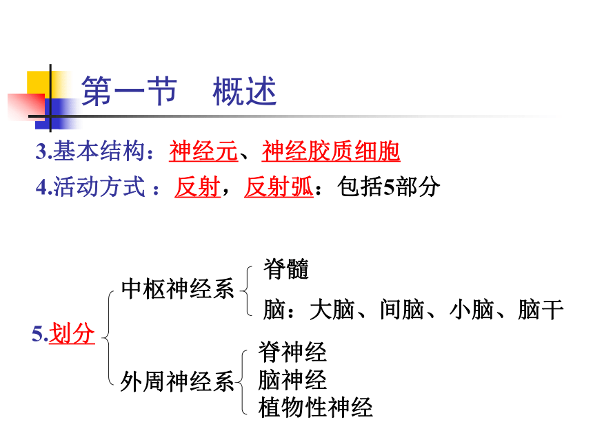 11.神经系统-1  课件(共30张PPT) - 《畜禽解剖生理学》同步教学（高教版）