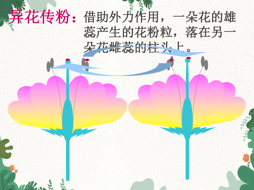 人教版生物七年级上册  3. 2  被子植物的一生 复习课件  (共74张PPT)