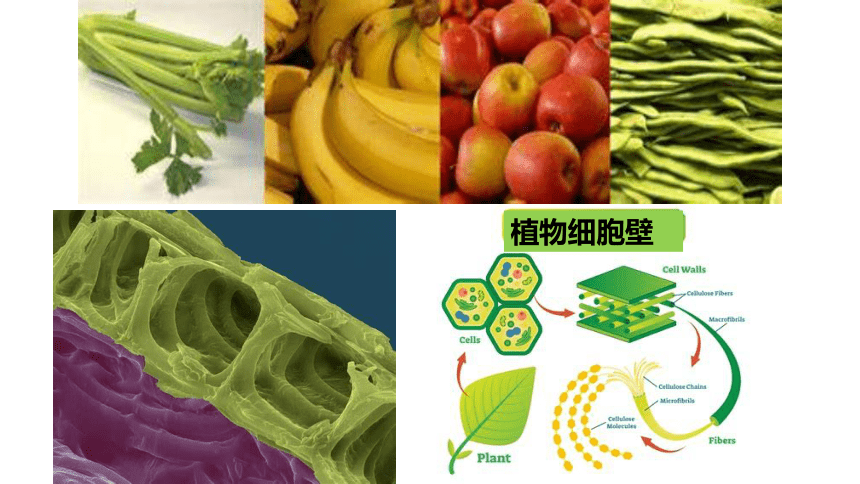 2.3分解纤维素的微生物的分离课件2020-2021学年高二下学期生物人教版选修一   （24张PPT）