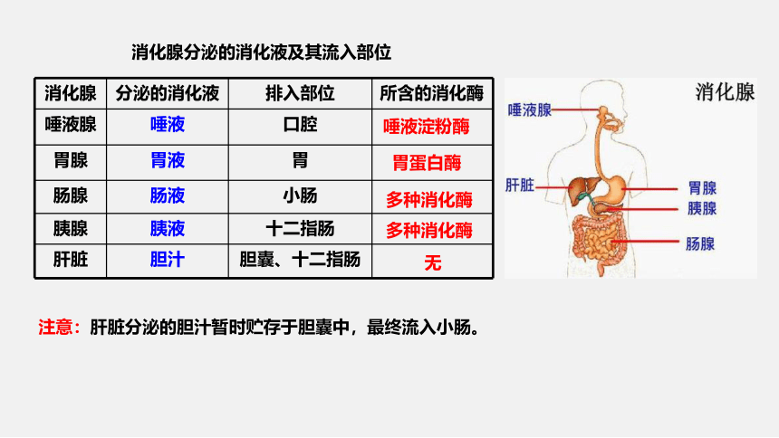 4.2 食物的消化与吸收 第1课时 （课件 19张PPT）