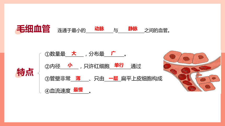 第二节 血流的管道──血管 课件（21张PPT）