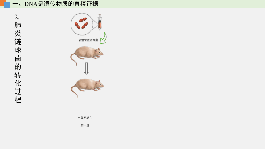 2021-2022学年高一生物浙科版（2019）必修2第三章第一节核酸是遗传物质（课件）（36张ppt）