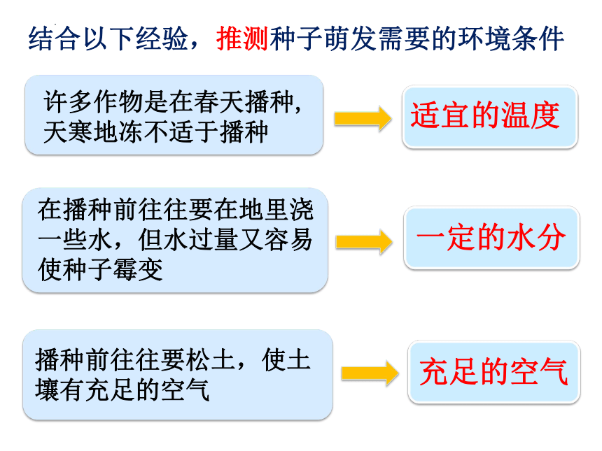 3.2.1种子的萌发  课件(共19张PPT)2022-2023学年人教版七年级生物上册