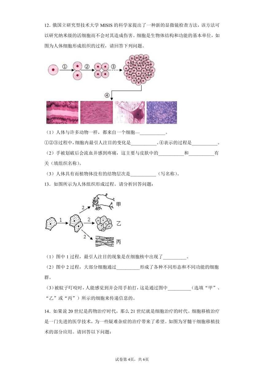 2.3生物体的结构层次 过关练习（含解析）