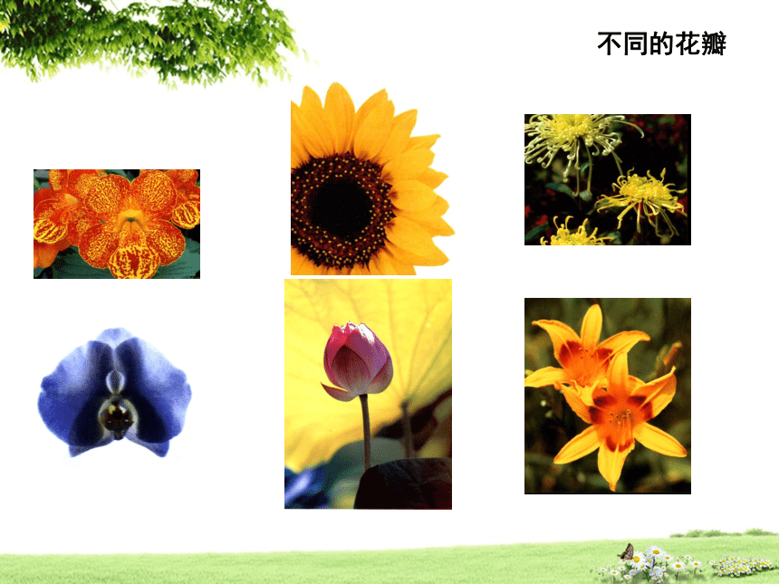 二年级下册美术课件-第4课.  美丽的植物 人美版（北京） （20张PPT）