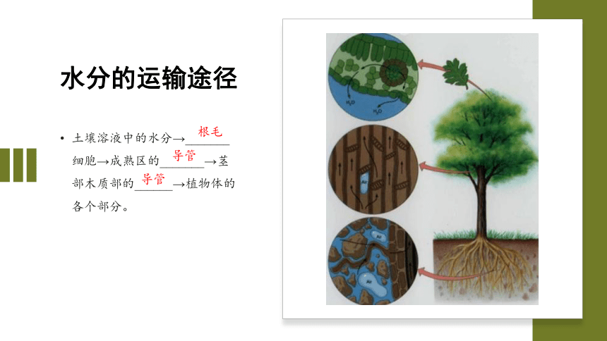 专题06 绿色植物与生物圈的水循环（课件）-2022-2023学年七年级生物上学期期中期末考点大串讲（人教版）(共20张PPT)