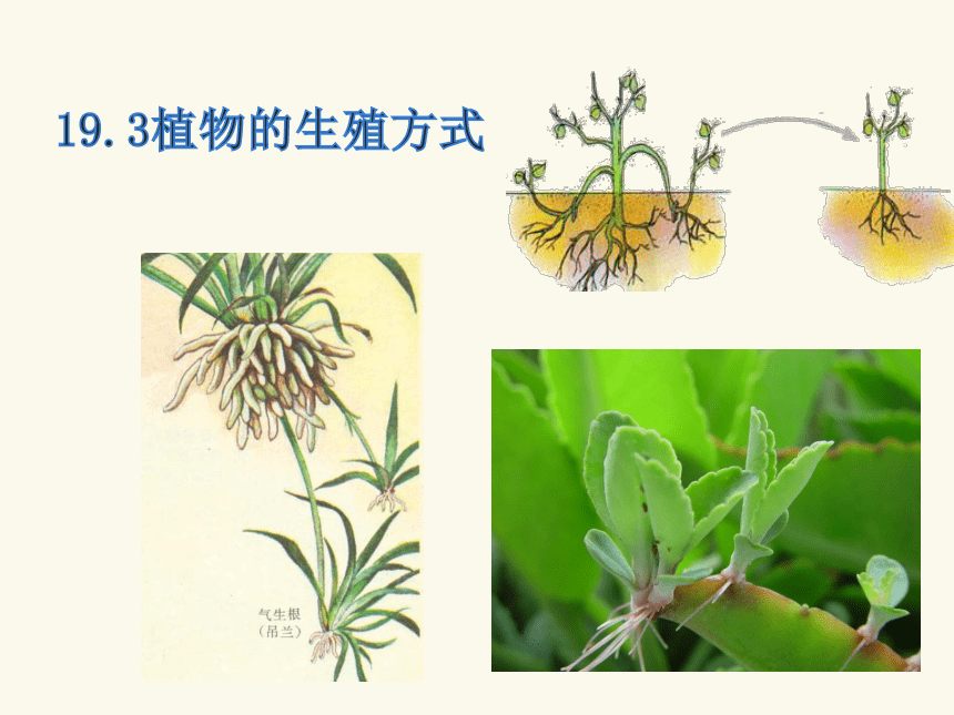19.3植物的生殖方式课件(共20张PPT)