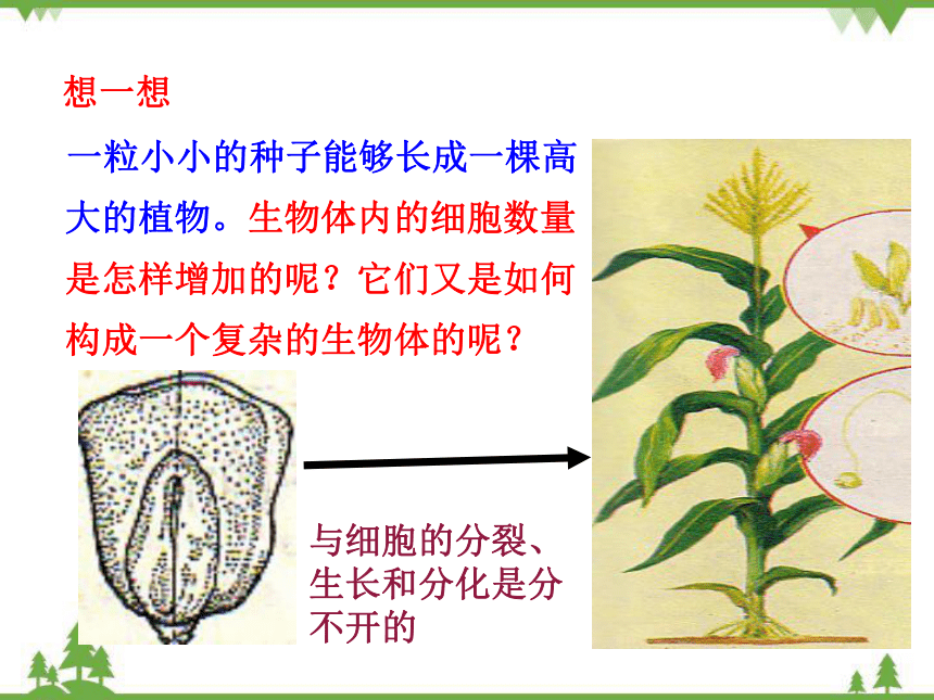 人教版生物七年级上册 第二单元第二章第一节 细胞通过分裂产生新细胞课件(共20张PPT)