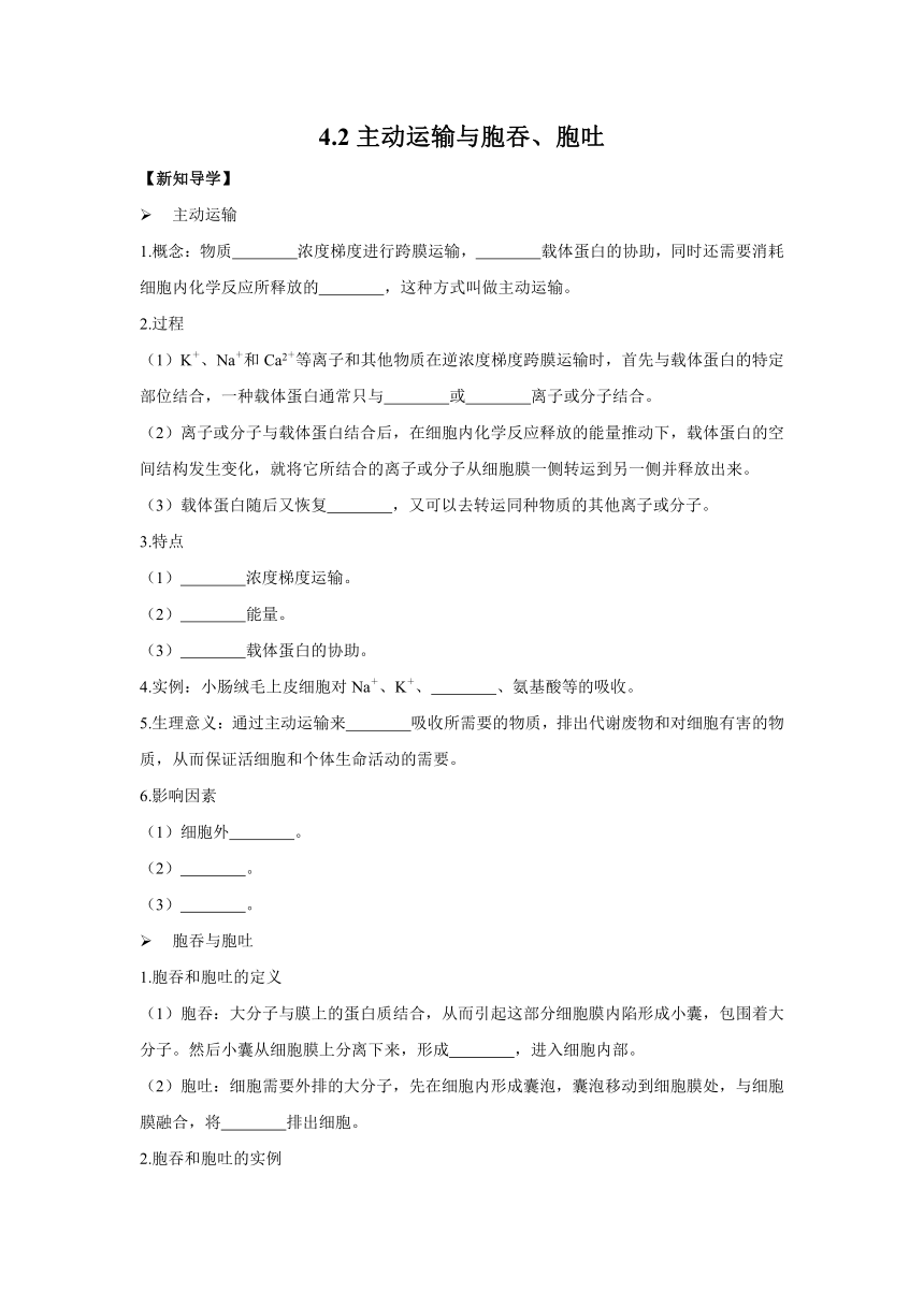 4.2主动运输与胞吞、胞吐导学案——2022-2023学年高一生物人教版（2019）必修一