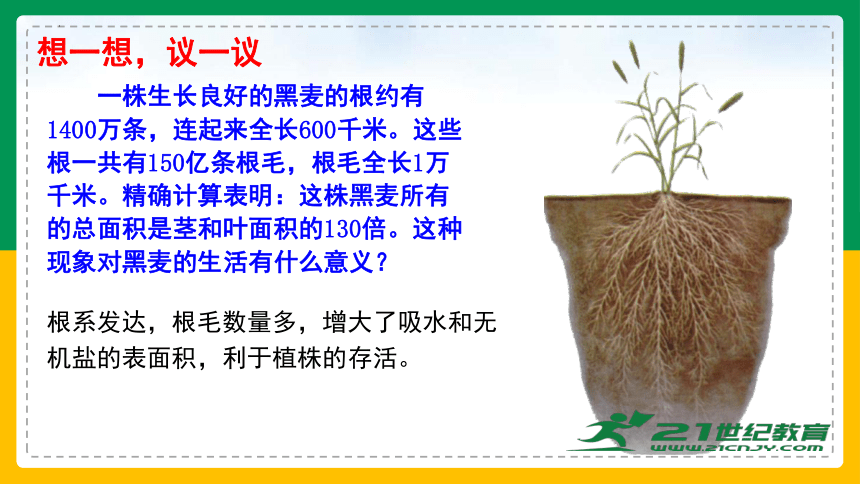 3.2.2 植株的生长-2022-2023学年上学期七年级生物名师精讲课件（人教版七上）(共35张PPT)