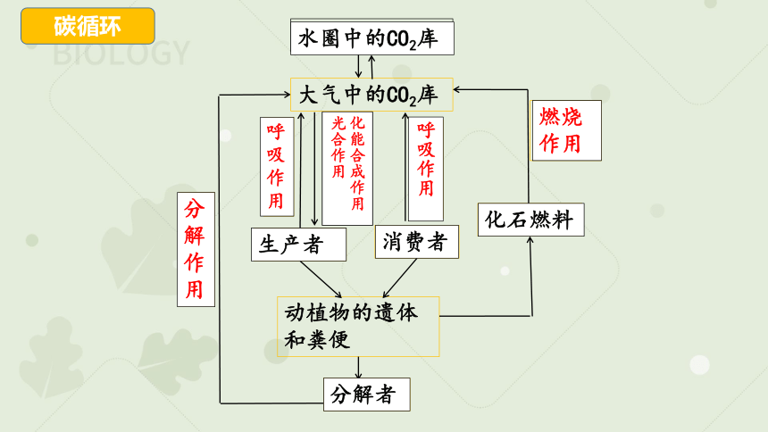 高中生物人教版（2019）选择性必修二3.3生态系统的物质循环（共27张ppt）