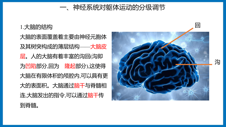 1.1.3 神经系统的分级调节和人脑的高级功能  课件（共32张PPT）