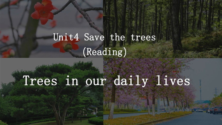 Unit4 Save the trees Reading课件(共14张PPT)
