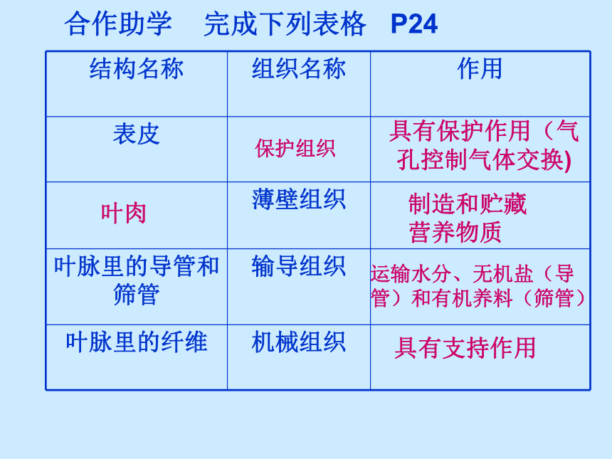 苏科版七年级下册生物 9.1植物体的组成 课件（21张PPT）