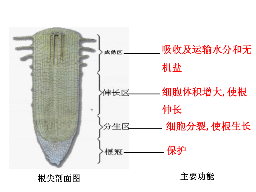 初中生物人教版七年级上册3.2.2植株的生长课件(共33张PPT)