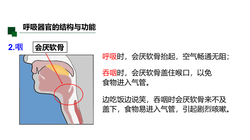 3.5 生物的呼吸和呼吸作用 课件（32张PPT)