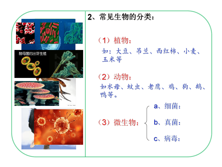 济南版七年级上册生物1.1.1 生物的基本特征课件(共22张PPT)