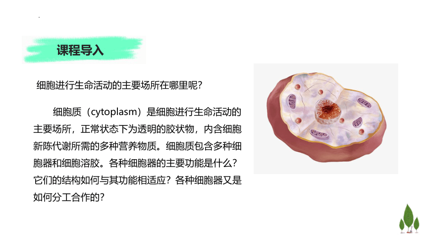 2.3 细胞质是多项生命活动的场所课件（共47张PPT）高一生物学（浙科版2019必修1）