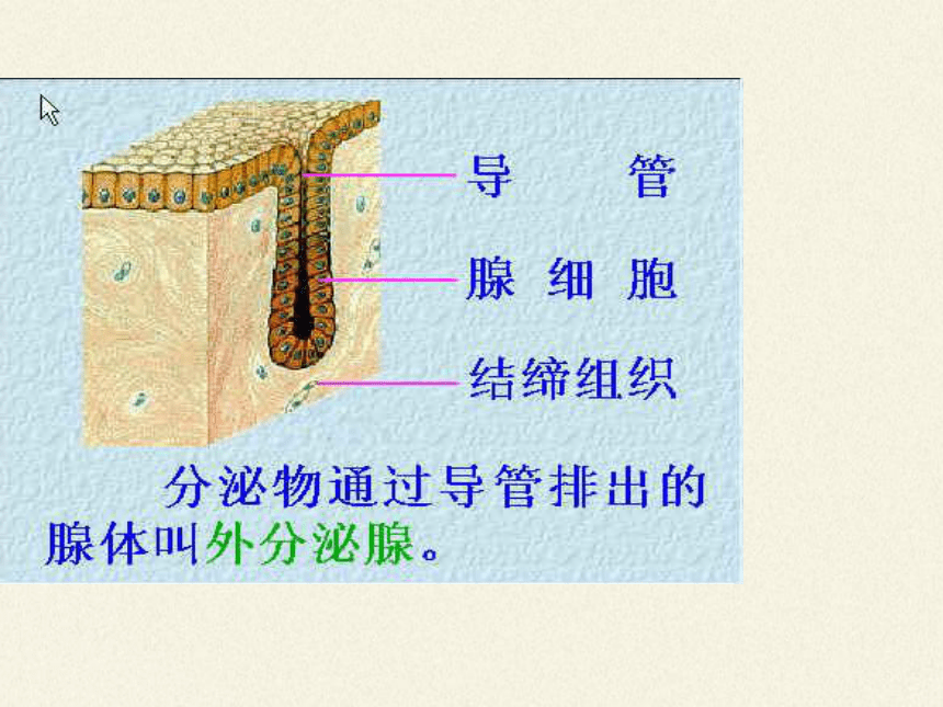 苏教版生物七年级下册 第十二章 第一节 人体的激素调节课件(共36张PPT)