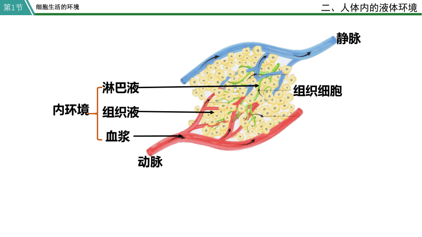 高中生物人教版选修一 1.1  细胞生活的环境 课件(共33张PPT)